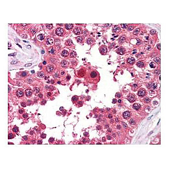 Anti-Aha1 (RAT) Monoclonal Antibody, 100µg, Liquid (sterile filtered)