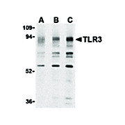 TLR3 Antibody nterm 100µg