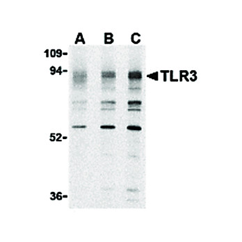 TLR3 Antibody nterm 100µg