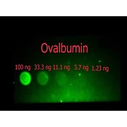 Anti-OVALBUMIN (Hen Egg White) (RABBIT) Antibody Fluorescein Conjugated, 100µg, Lyophilized