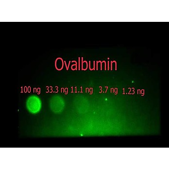 Anti-OVALBUMIN (Hen Egg White) (RABBIT) Antibody Fluorescein Conjugated, 100µg, Lyophilized