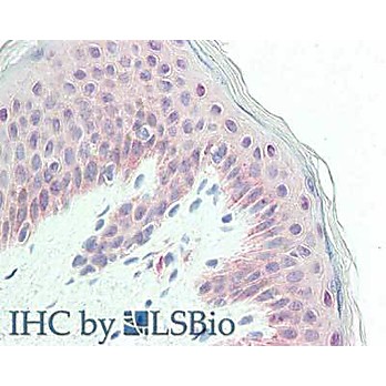 Anti-Glypican 1 (RABBIT) Antibody], 25µL, Liquid (sterile filtered)