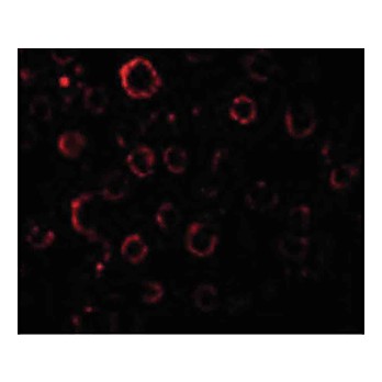 Anti-MADD (RABBIT) Antibody, 100µg, Liquid (sterile filtered)