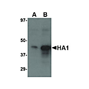 Anti-Avian Influenza Hemagglutinin 3 (GOAT) Antibody, 100µg, Liquid (sterile filtered)