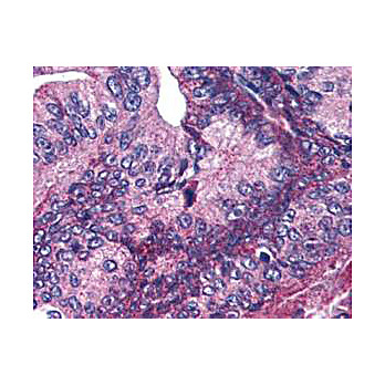 Anti-APC1 pS377 (RABBIT) Antibody, 100µg, Liquid (sterile filtered)