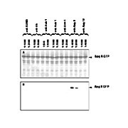 Anti-Apg8 (RABBIT) Antibody, 500µg, Lyophilized