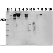 Anti-DNA PKcs pT 2609 (RABBIT) Antibody, 100µg, Liquid (sterile filtered)