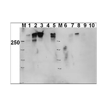 Anti-DNA PKcs pT 2609 (RABBIT) Antibody, 100µg, Liquid (sterile filtered)
