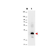 Anti-Human MIP-3a (RABBIT) Antibody, 100µg, Lyophilized