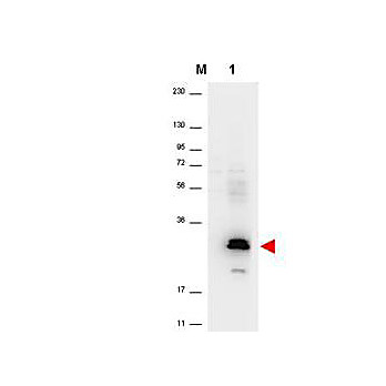 Anti-Human MIP-3a (RABBIT) Antibody, 100µg, Lyophilized
