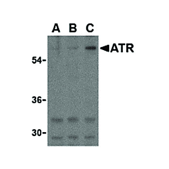 ATR cterm Antibody 100µg