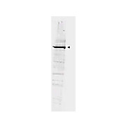 Anti-GGA1 (RABBIT) Antibody, 100µg, Liquid (sterile filtered)