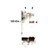 Anti-STAT1 pY701 (RABBIT) Antibody, 100µg, Liquid (sterile filtered)