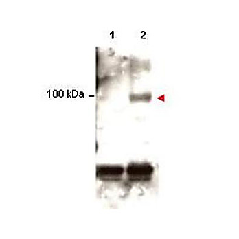 Anti-STAT1 pY701 (RABBIT) Antibody, 100µg, Liquid (sterile filtered)