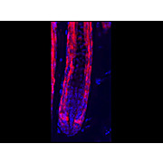 Anti-RFP (RABBIT) Antibody Min X Hu Ms and Rt Serum Proteins, 100µg, Liquid (sterile filtered)
