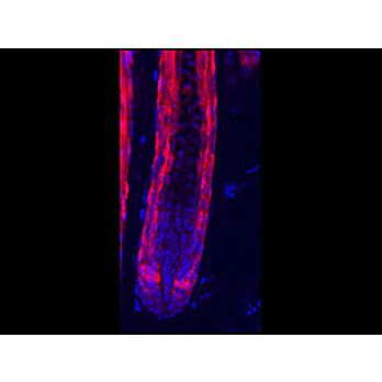 Anti-RFP (RABBIT) Antibody Min X Hu Ms and Rt Serum Proteins, 100µg, Liquid (sterile filtered)