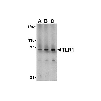 TLR1 Antibody nterm 100µg