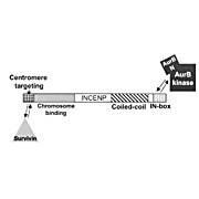 Anti-Aurora B (pan reactive) (RABBIT) Antibody, 100µg, Liquid (sterile filtered)