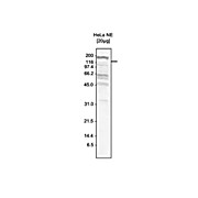 Anti-SKI3 (RABBIT) Antibody, 150µg, Liquid (sterile filtered)