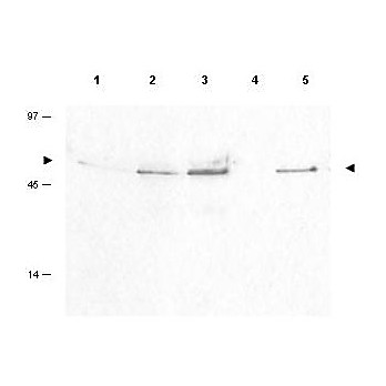 Anti-Cyclin B1 pS126 (RABBIT) Antibody, 100µg, Liquid (sterile filtered)