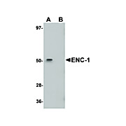 Anti-ENC-1 (CHICKEN) Antibody, 100µg, Liquid (sterile filtered)