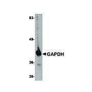 GAPDH Antibody cterm 100µg