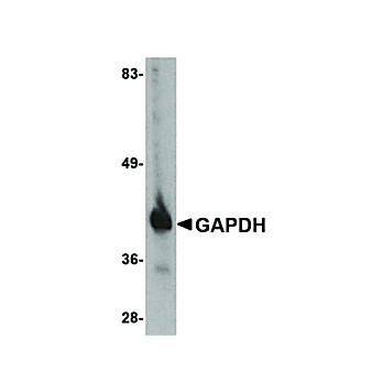 GAPDH Antibody cterm 100µg