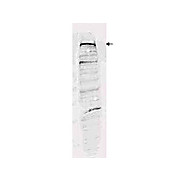 Anti-Human ESET (RABBIT) Antibody, 100µg, Liquid (sterile filtered)