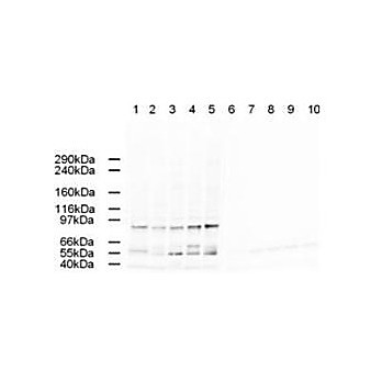 Anti-AP2A (GOAT) Antibody, 100µg, Liquid (sterile filtered)