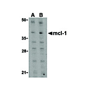 Mcl-1 Antibody cterm 100µg