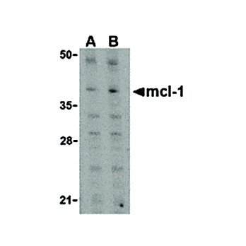 Mcl-1 Antibody cterm 100µg