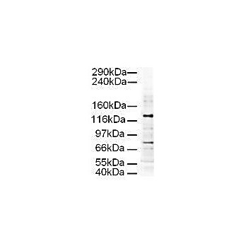 Anti-AP3D1 (GOAT) Antibody, 100µg, Liquid (sterile filtered)