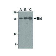 BID cterm Antibody 100µg