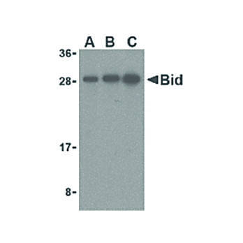 BID cterm Antibody 100µg