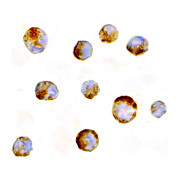 Mcl-1 Antibody nterm 100µg