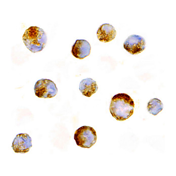 Mcl-1 Antibody nterm 100µg