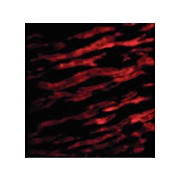 Anti-TIRAP (RABBIT) Antibody, 100µg, Liquid (sterile filtered)