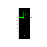 Anti-Hif3a (RABBIT) Antibody, 100µg, Liquid (sterile filtered)