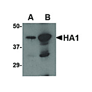 Anti-Avian Influenza Hemagglutinin 2 (GOAT) Antibody, 100µg, Liquid (sterile filtered)