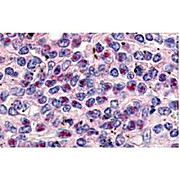 Anti-Cyclin L1 (isoform 1) [RABBIT] Antibody, 500µg, Lyophilized