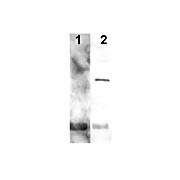 Anti-Alga PCNA [RABBIT] Antibody, 100µg, Liquid (sterile filtered)