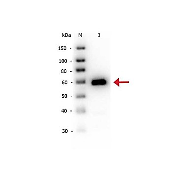 Anti-ALKALINE PHOSPHATASE (Calf Intestine) (RABBIT) Antibody Biotin Conjugated, 100µg, Lyophilized