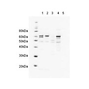 Anti-HR23A (GOAT) Antibody, 100µg, Liquid (sterile filtered)
