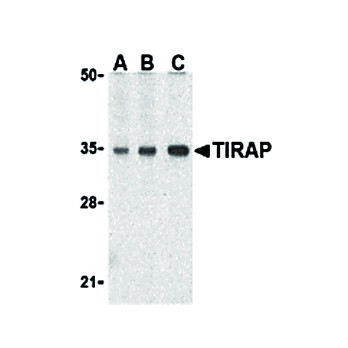 TIRAP Antibody cterm 100µg