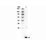 Anti-Human IL-3 (RABBIT) Antibody Biotin Conjugated, 100µg, Lyophilized