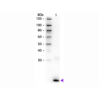 Anti-Human IL-3 (RABBIT) Antibody Biotin Conjugated, 100µg, Lyophilized