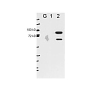 Anti-Esrp-2 (MOUSE) Monoclonal Antibody, 25µL, Liquid (sterile filtered)
