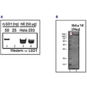 Anti-LSD1 (RABBIT) Antibody, 50µg, Liquid (sterile filtered)