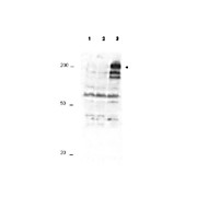 Anti-APC1 pS355 (RABBIT) Antibody, 100µg, Liquid (sterile filtered)