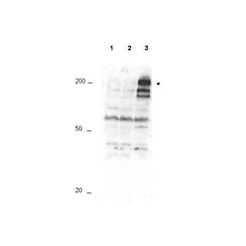 Anti-APC1 pS355 (RABBIT) Antibody, 100µg, Liquid (sterile filtered)